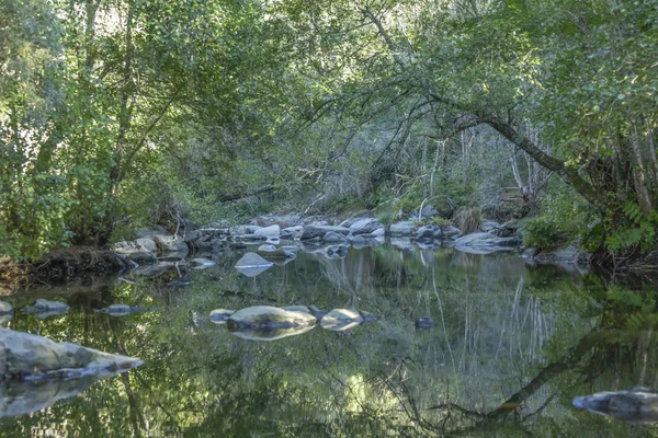 Tema Fiume Fiume Montagna Margini Con Rocce Alberi Vegetazione Immagine — Foto Stock