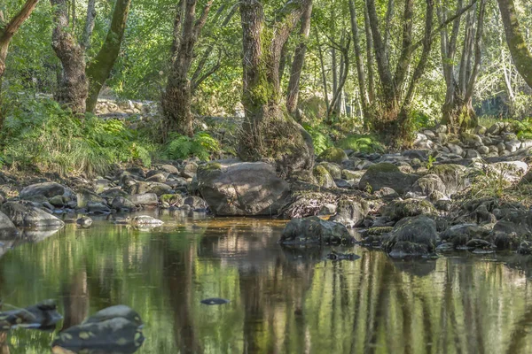 Tema Floden Flod Berg Marginaler Med Stenar Träd Och Vegetation — Stockfoto