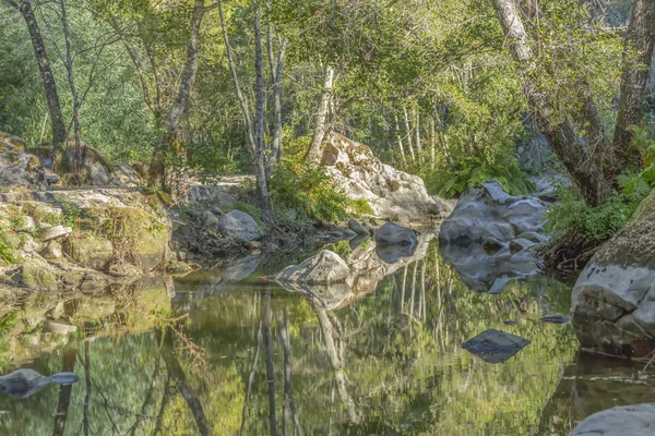 Tema River Träd Floden Berg Marginaler Med Stenar Och Vegetation — Stockfoto