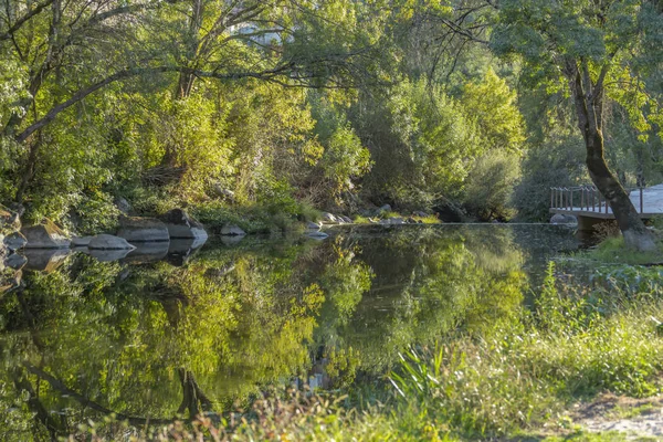 テーマ川 木や植物の余白の川 ポルトガルの鏡像 — ストック写真