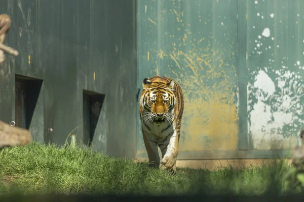 Vista Completa Tigre Sombras Luz Natural — Fotografia de Stock