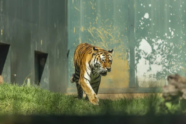 Ολόσωμο Άποψη Της Τίγρης Σκιές Και Φυσικό Φως — Φωτογραφία Αρχείου