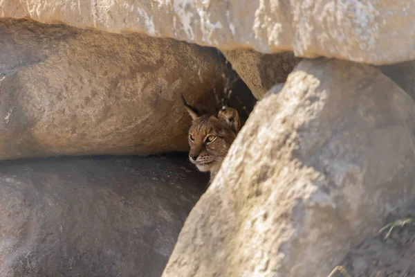 Veduta Una Lince Europea All Interno Una Grotta Granito Molto — Foto Stock