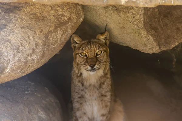 Pohled Evropské Lynx Uvnitř Jeskyně Žulové Velmi Expresivní — Stock fotografie