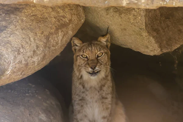 Pohled Evropské Lynx Uvnitř Jeskyně Žulové Velmi Expresivní — Stock fotografie