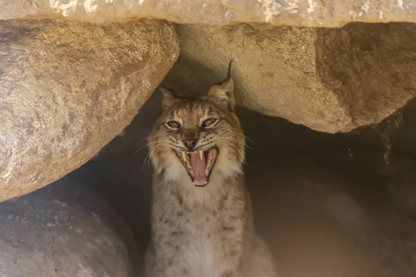 Vista Lince Europeo Dentro Una Cueva Granito Muy Expresivo — Foto de Stock