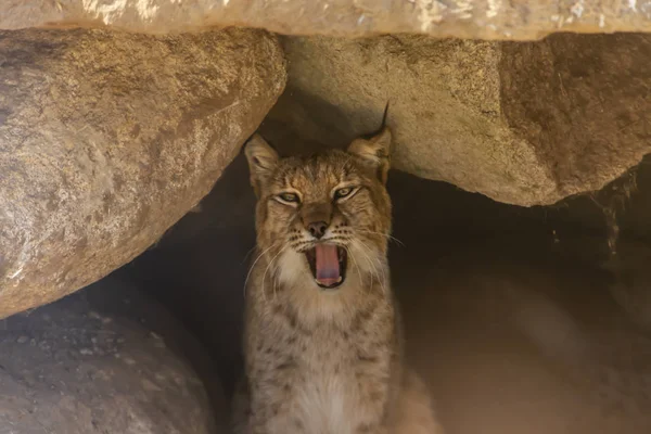 Veduta Una Lince Europea All Interno Una Grotta Granito Molto — Foto Stock