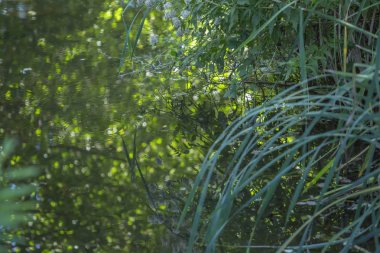 Tema nehir, dağ, nehir kenar boşlukları kayalar ve bitki örtüsü ve Portekiz su ayna görüntüsü