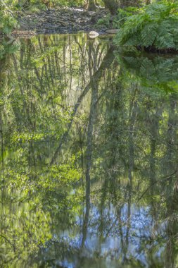Tema ırmağa, ırmaklar dağ, ayna görüntüsü ile Portekiz su ağaçlarda