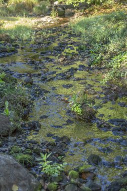 Tema nehir, nehir dağ, taşlarla kenar boşlukları ve bitki örtüsü Portekiz