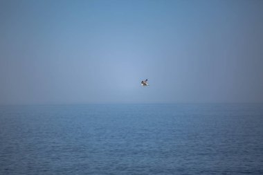 Arka plan olarak, Portekiz Atlantik Okyanusu ile uçan martı, görüntüleme
