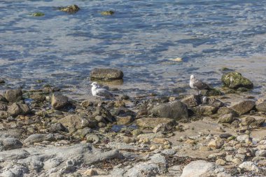 Görünüm deniz ve martı ile kayalar, Atlantik Okyanusu, Portekiz