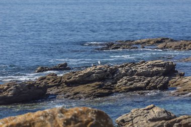 Görünüm deniz ve martı ile kayalar, Atlantik Okyanusu, Portekiz