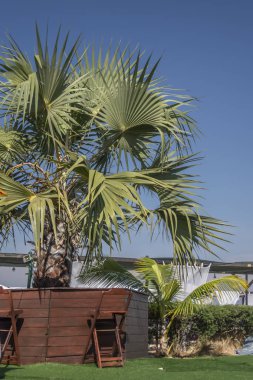 Bir bar counter Resort, palmiye ağaçları, bitki örtüsü ve dekoratif öğeler, mavi gökyüzü görüntülemek...
