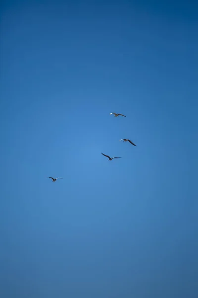 Blick Auf Vier Möwen Fliegen Den Sauberen Und Blauen Himmel — Stockfoto