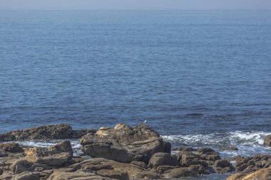 Görünüm deniz ve martı ile kayalar, Atlantik Okyanusu, Portekiz