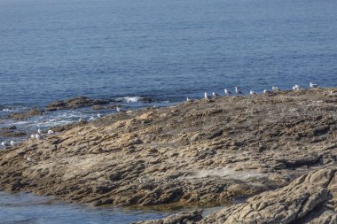 Görünüm deniz ve martı ile kayalar, Atlantik Okyanusu, Portekiz
