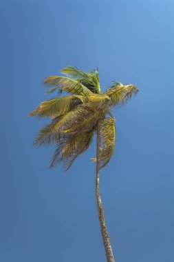 Palmiye ağacı ayrıntılı bir görünümünü üzerinde Mussulo Adası, Luanda, Angola...