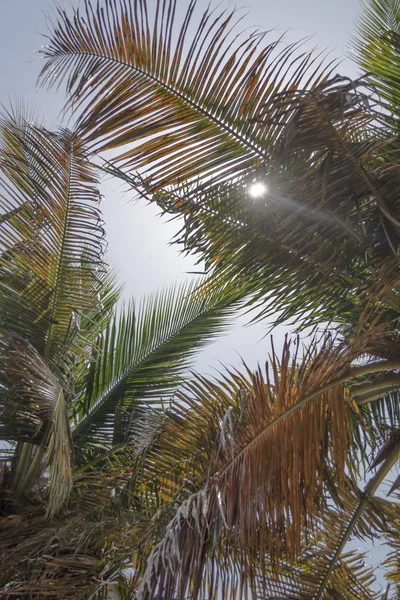 Vista Dettagliata Delle Foglie Palma Con Sole Cielo Sull Isola — Foto Stock