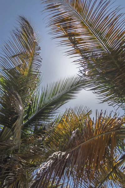 Vista Dettagliata Foglie Palma Cielo Sull Isola Mussulo Luanda Angola — Foto Stock