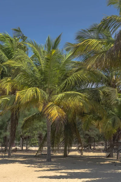 Detaljerad Palm Mussulo Luanda Angola — Stockfoto