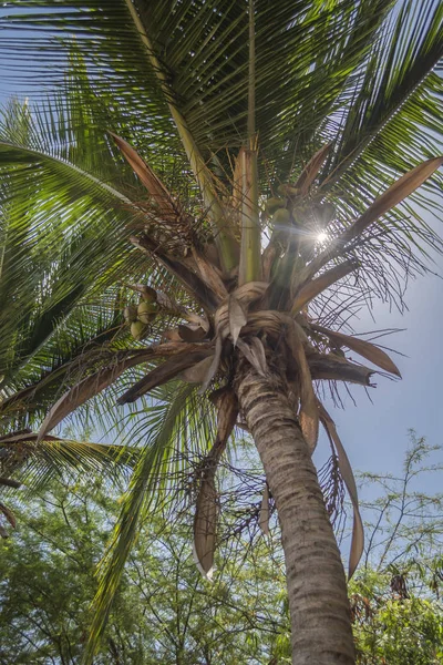 Vista Dettagliata Delle Palme Sull Isola Mussulo Luanda Angola — Foto Stock