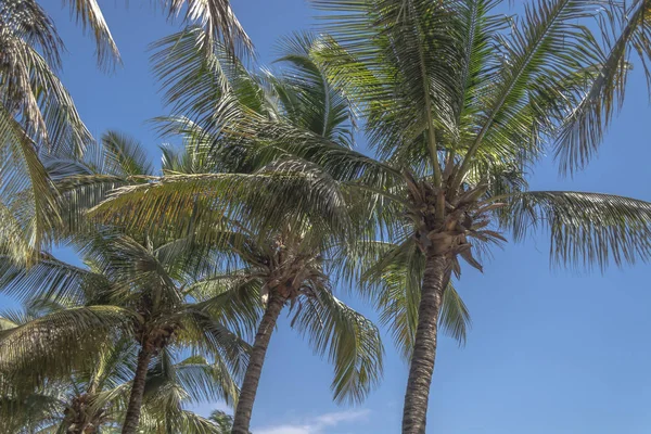 Vista Sulle Palme Dell Isola Mussulo Luanda Angola — Foto Stock