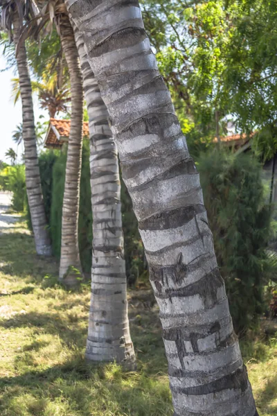 Veduta Dettagliata Dei Tronchi Palma Prospettiva Sull Isola Mussulo Luanda — Foto Stock