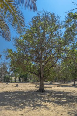 Mussulo Island, Angola mangifera bir mango ağacının tam görünüm