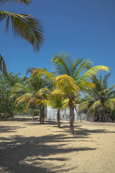 Gedetailleerde Weergave Van Palmbomen Voortbouwt Het Mussulo Eiland Luanda Angola — Stockfoto