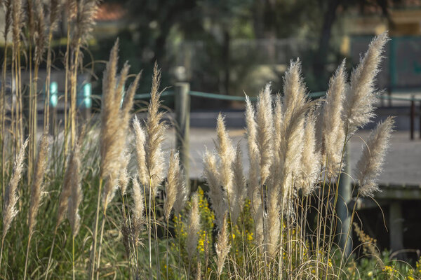 View at the Pampas grass plant, Cortaderia selloana, on park...