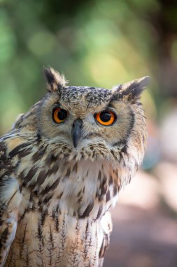 Boynuzlu baykuş, Hint kartal baykuş Bubo bengalensis ayrıntılı görünüm...