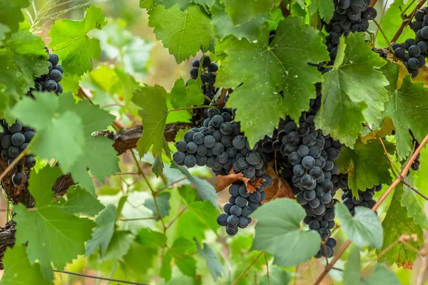 Vue Vigne Avec Feuilles Raisins — Photo