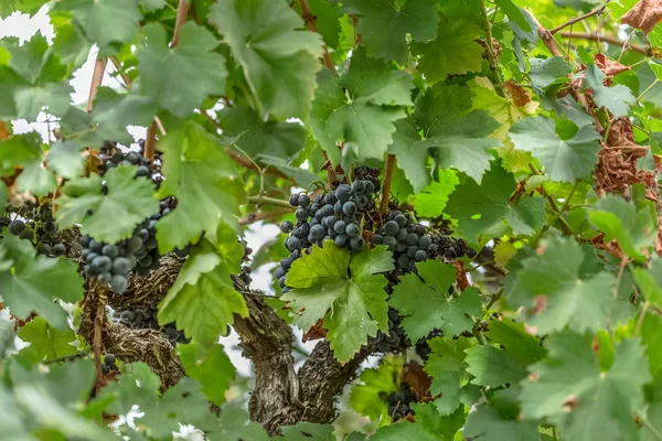 Vista Videira Com Folhas Uvas — Fotografia de Stock