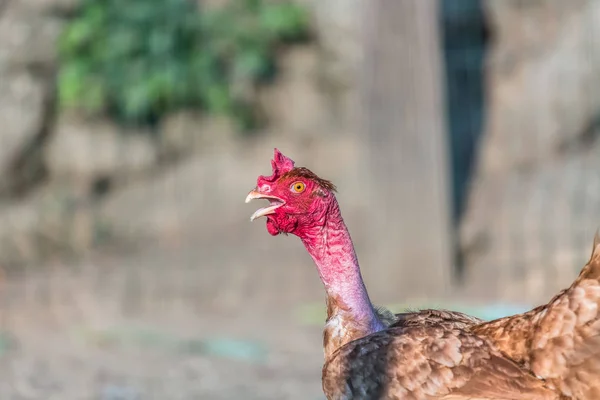 Részletes Nézet Egy Csirke Fej Elmosódott Háttér — Stock Fotó