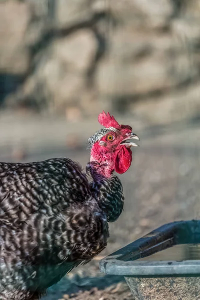 Vista Detallada Una Cabeza Pollo Fondo Borroso —  Fotos de Stock