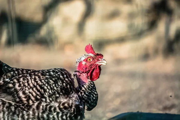 Részletes Nézet Egy Csirke Fej Elmosódott Háttér — Stock Fotó