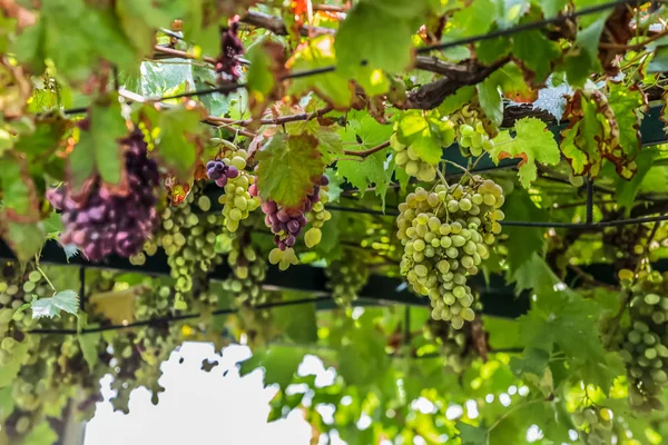 Pemandangan Pohon Anggur Dengan Daun Dan Anggur — Stok Foto