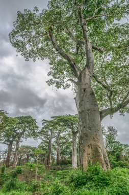 Angola toprakları 2018 yolculuk: görünümü tipik tropikal peyzaj, baobab ağaçlar ve bitki örtüsü, bulutlu gökyüzü arka plan olarak diğer türleri