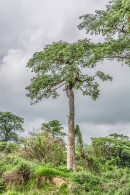 Angola toprakları 2018 yolculuk: görünümü tipik tropikal peyzaj, baobab ağaçlar ve bitki örtüsü, bulutlu gökyüzü arka plan olarak diğer türleri