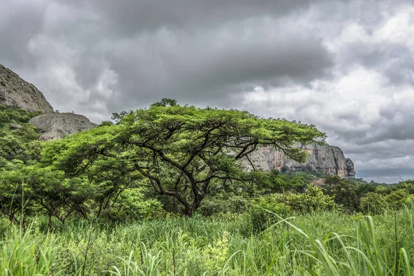 Vista Uma Árvore Acacia Tortilis Paisagem Tropical Montanhas Fundo Malange — Fotografia de Stock