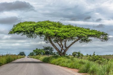 Yol kenarında, tropik ve van Malange, Angola arka plan olarak yolda akasya tortilis ağaç görünümü