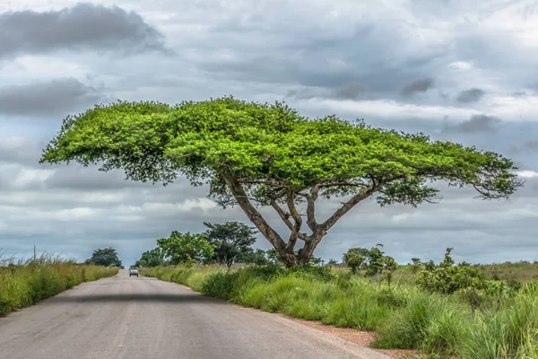Yol kenarında, tropik ve van Malange, Angola arka plan olarak yolda akasya tortilis ağaç görünümü