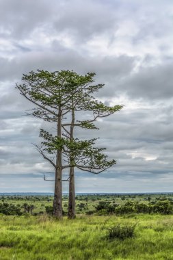 Arkaplan olarak tipik tropikal manzara, ağaçlar ve diğer bitki örtüsü türleri, bulutlu gökyüzü görüntüsü