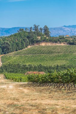 Görünümü ile üzüm bağları, tarım alanlarının genellikle Akdeniz, Portekiz