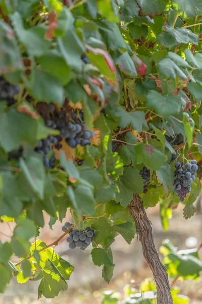Подробный Обзор Культурных Полей Виноградниками Типично Средиземноморскими Португалии — стоковое фото