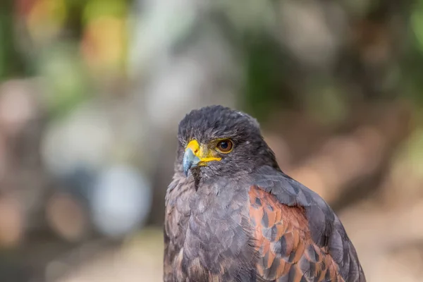 Detailansicht Eines Grauen Falken Graue Und Orangefarbene Federn Ausdrucksstarkes Aussehen — Stockfoto