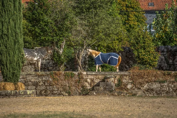 Vista Casa Campo Con Caballos Pasto Árboles Vegetación Media Clásica —  Fotos de Stock