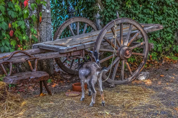 Vue Une Chèvre Attachée Chariot Bois Traditionnel Exposée Foire Médiévale — Photo
