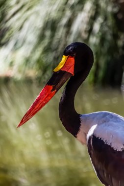 Afrika eyer - gagalı leylek, Ephippiorhynchus senegalensis, ayrıntılı bir görünümünü lake doğa arka plan üzerinde bulanık